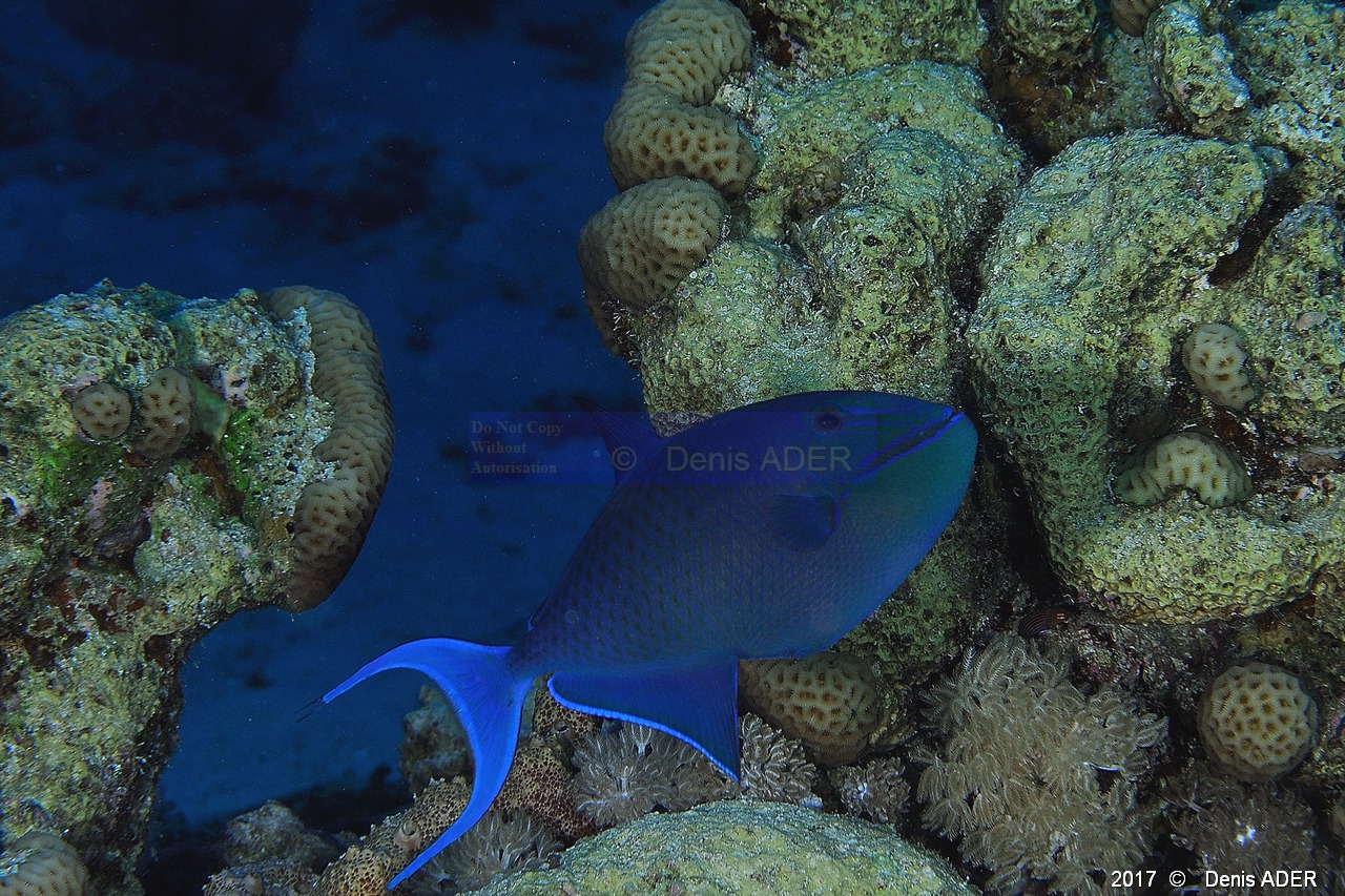 Odonus niger Baliste bleu-Safaga Middle reef-3m-20171124-Denis-ADER-DSC_3920_tn.jpg
